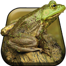 Silly Frog Live Wallpaper APK