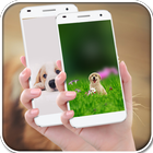 Funny Dog Wallpapers آئیکن