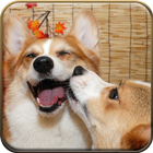 Funny Dog wallpapers 8K icono