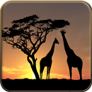 Savana Wallpapers 8K APK