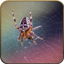 APK Spider Wallpapers 8K