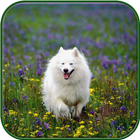 Cute Puppies Wallpapers icône