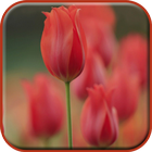 Tulip Wallpapers Flower иконка