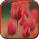 Tulip Wallpapers Flower icon