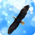 Eagle Wallpapers HD