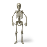 Body Organ Facts and Problems