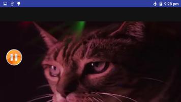 فيديو رقص القطط HD  بدون انترنت 2019 ảnh chụp màn hình 3