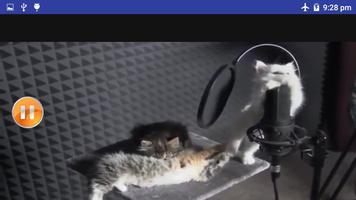 فيديو رقص القطط HD  بدون انترنت 2019 captura de pantalla 1