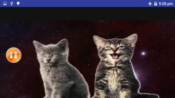فيديو رقص القطط HD  بدون انترنت 2019 screenshot 2