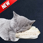 Kitten Cat Simulator - NEW 图标
