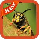 Wasp Wallpaper APK