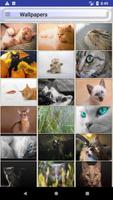 Cat Ringtones Vol3 تصوير الشاشة 3