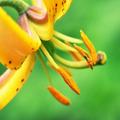 Closeup HD Wallpapers