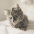 Cute Animals HD