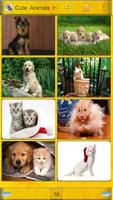 Cute Animals HD Plakat