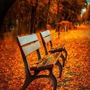 Autumn Wallpapers APK