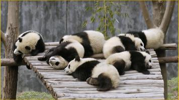 Panda Wallpapers imagem de tela 3