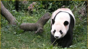 Panda Wallpapers اسکرین شاٹ 1