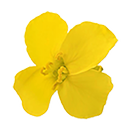 O'lite - Canola Flower Game APK