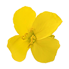 O'lite - Canola Flower Game icône