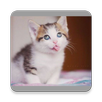 Funny Cat Video 2016 APK