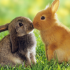 Rabbits Water LWP APK