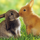 Rabbits Water LWP APK