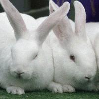 Rabbits Water LWP постер