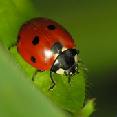 Coccinelle Water LWP icon