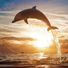Dolphins Water LWP icône