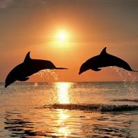 Poster Dolphins Water LWP