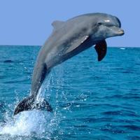 برنامه‌نما Dolphins Water LWP عکس از صفحه