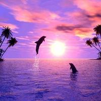 2 Schermata Dolphins Water LWP