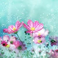 Flowers Water LWP 截图 2