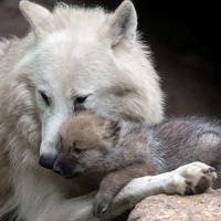 Wolves Water LWP 截图 1
