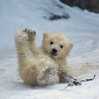 Bears cub Water icône