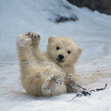 Bears cub Water ikona