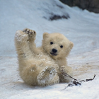 Bears cub Water 아이콘