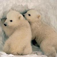 Bears cub Water imagem de tela 1