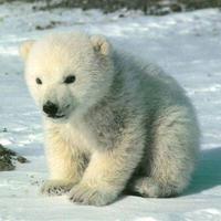 Bears cub Water 스크린샷 2