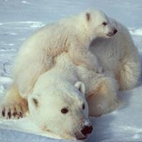 Bears cub Water imagem de tela 3