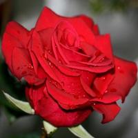 Roses Water Effect اسکرین شاٹ 2