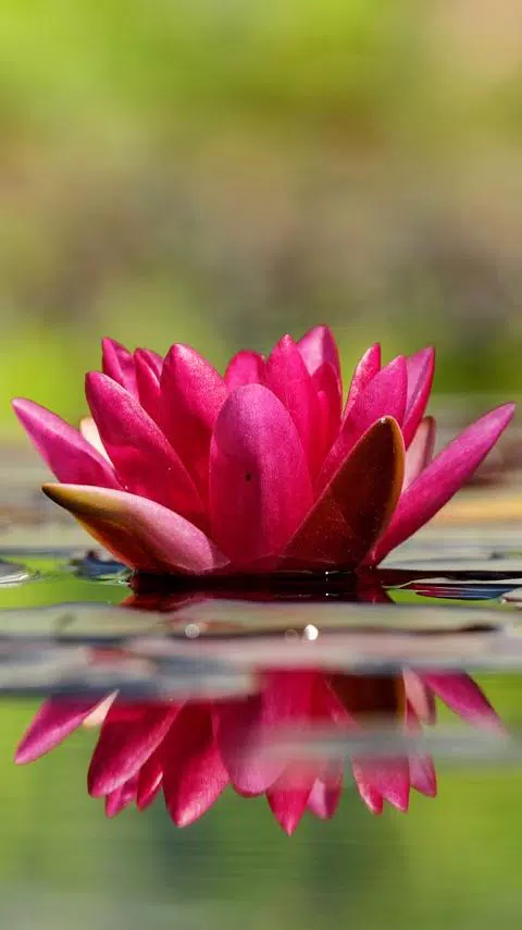 water lily live wallpaper APK for Android Download water lily live wallpaper APK for Android Download