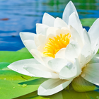 water lily live wallpaper ikona