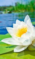 water lily live wallpaper plakat