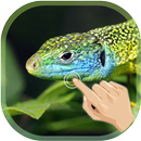 Magic Ripple Lizard LWP APK