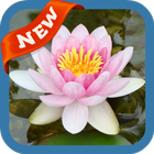 Waterlily Wallpaper أيقونة