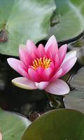 Waterlily Wallpaper Screenshot 1