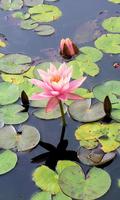 Waterlily Wallpaper syot layar 2