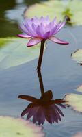 Waterlily Wallpaper Screenshot 3